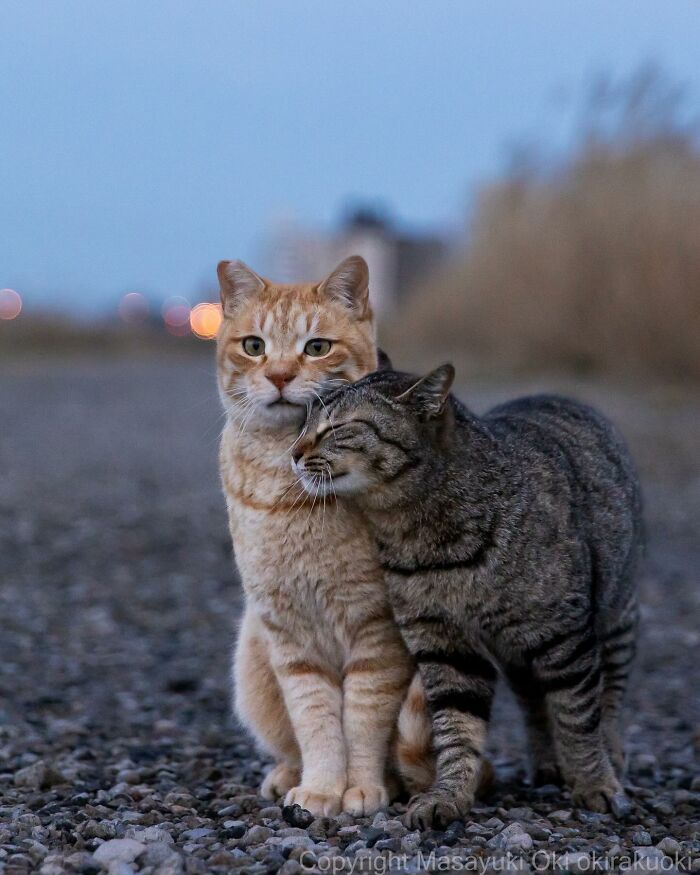 Two Japan stray cats nuzzling affectionately on a gravel path during twilight with blurred background.