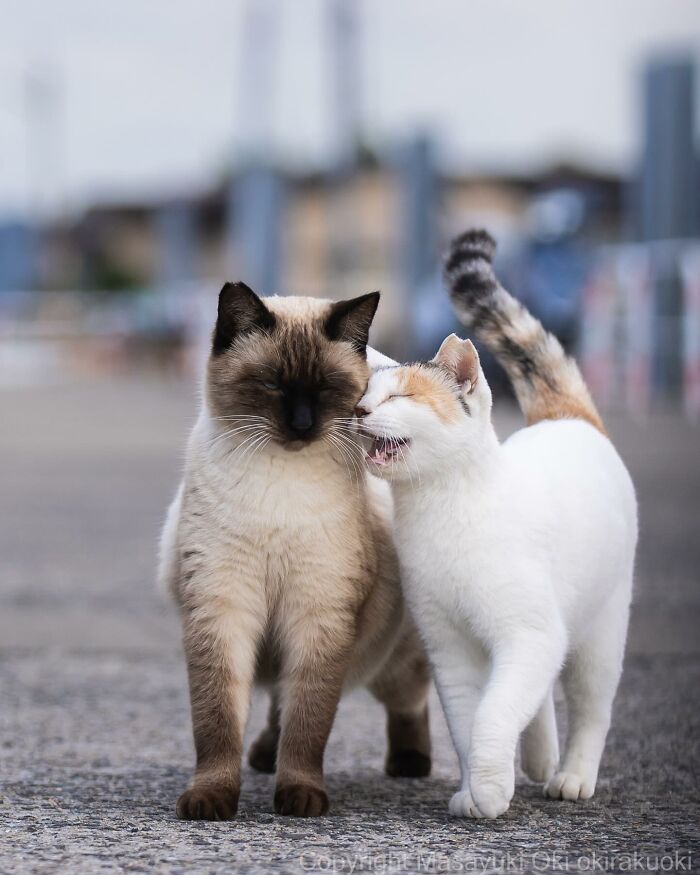 Two affectionate stray cats walking closely together on a street in Japan, showcasing heartwarming moments.
