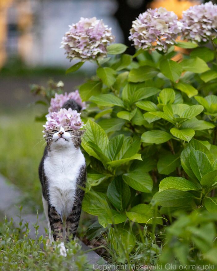 Stray cat in Japan stretching beside lush green plants and pink hydrangea flowers in a peaceful outdoor setting.