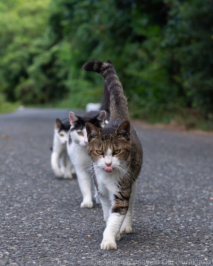 Three Japan stray cats walking in a line on a paved road surrounded by greenery in a natural setting.