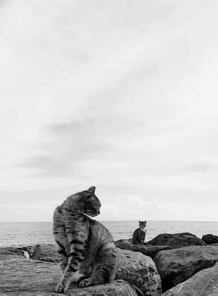 Two adorable street cats sitting on rocks near the sea in a black and white photograph.