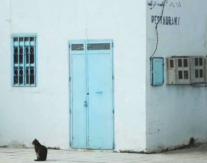 Street cat sitting near a pale blue door on a white building, captured in a serene urban setting by Helin Bereket.