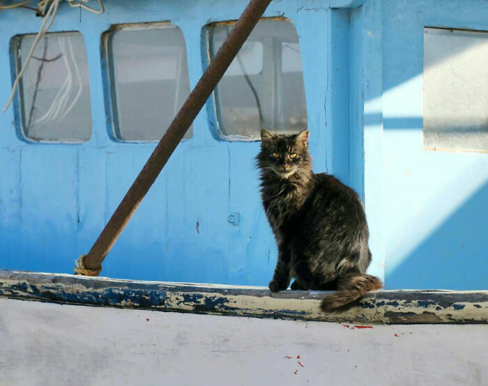 Adorable street cat with fluffy black fur sitting on a weathered boat against a blue background in natural light.