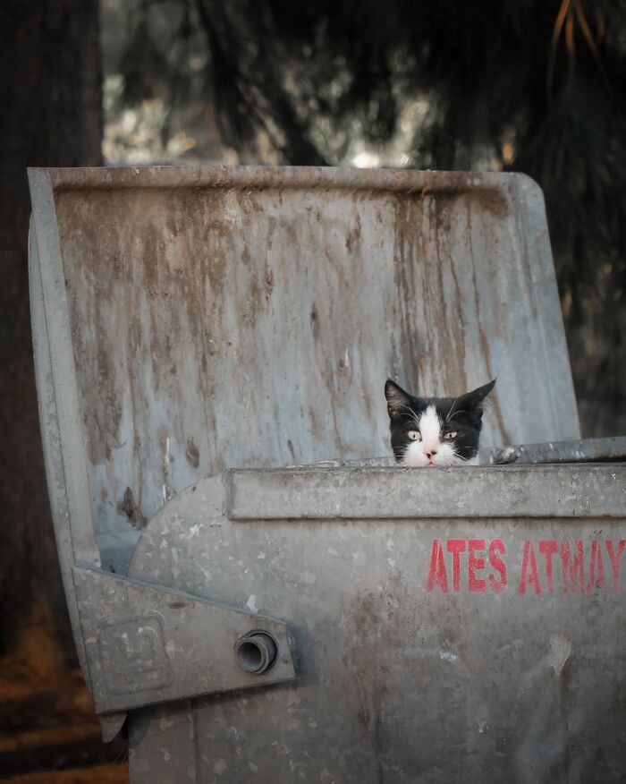 Black and white cat peeking from inside a weathered trash bin, one of the adorable cats from the streets captured by Helin Bereket.