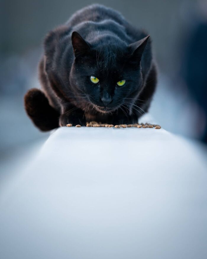 Black street cat with yellow eyes crouching and eating dry food on a white surface in a soft natural light setting.