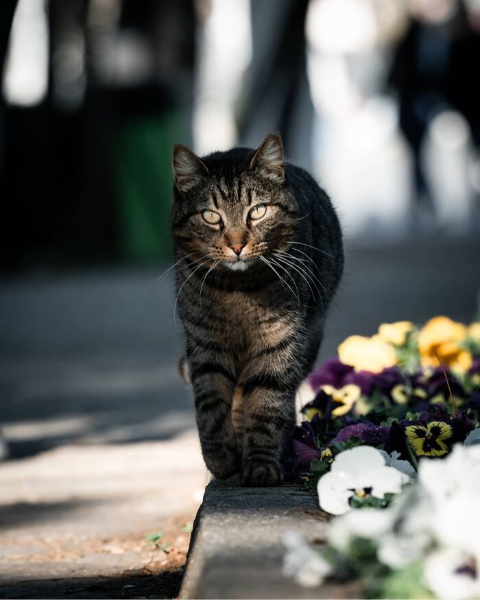 Tabby cat walking on a street curb near colorful flowers, showcasing adorable cats from the streets in natural light.
