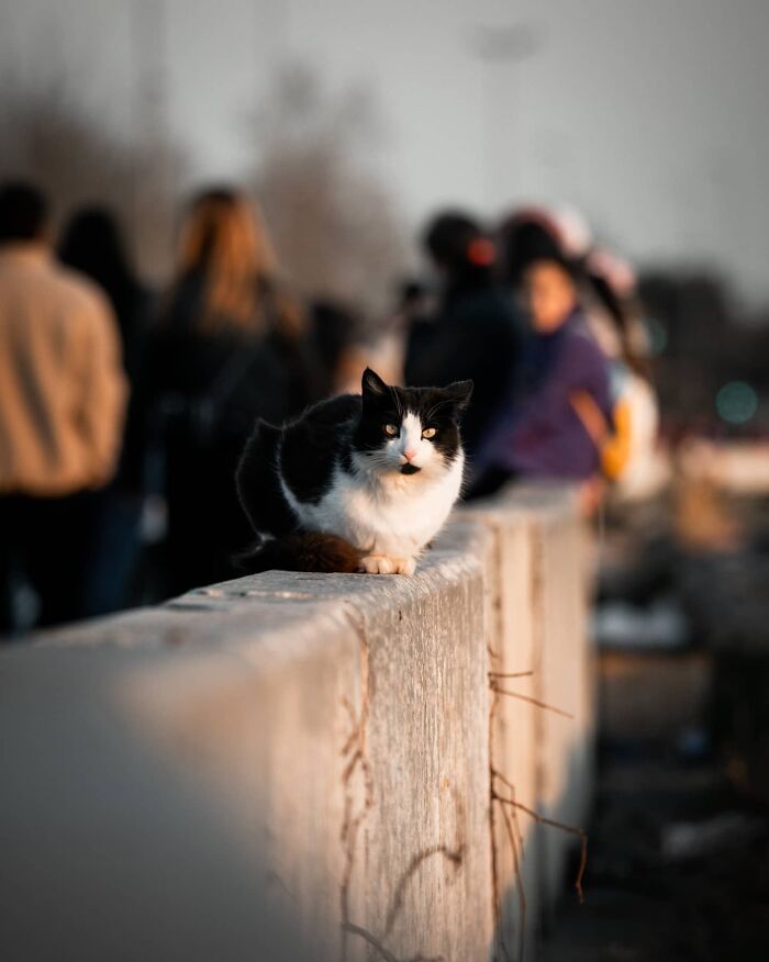 Black and white adorable street cat sitting on a concrete ledge with blurred people in the background at sunset.