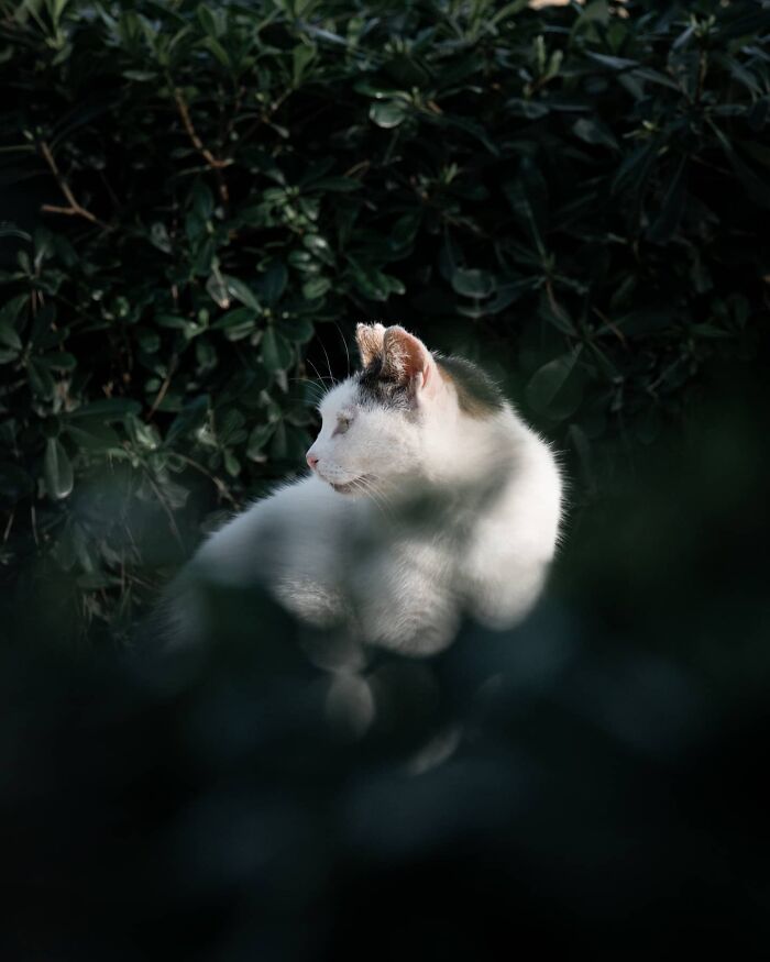 White and black cat resting among green leaves, captured in a serene moment of street photography.