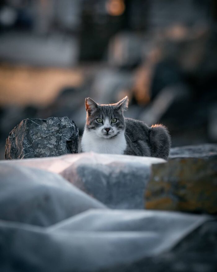 Gray and white adorable cat sitting among rocks on the streets, captured through Helin Bereket’s lens at dusk.