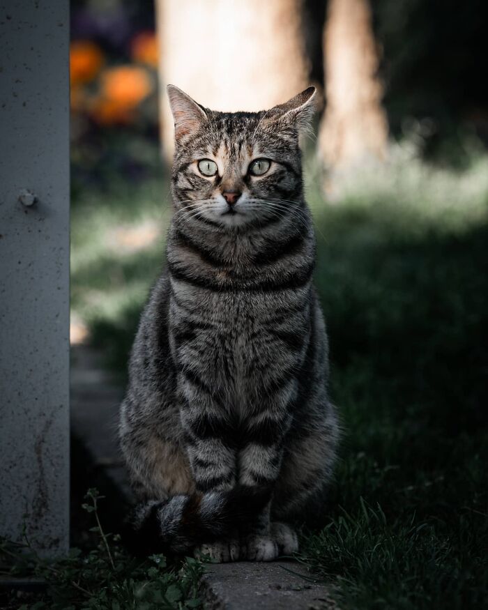 Tabby cat sitting outdoors, captured in natural light, showcasing adorable cats from the streets in a serene setting.