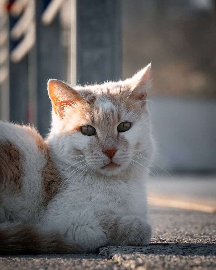 Street cat resting on pavement in warm light, captured through Helin Bereket’s lens showcasing adorable cats.