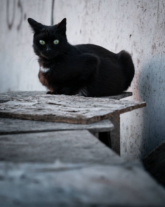 Black street cat with green eyes resting on weathered wooden boards against a textured wall, capturing adorable cats from the streets.