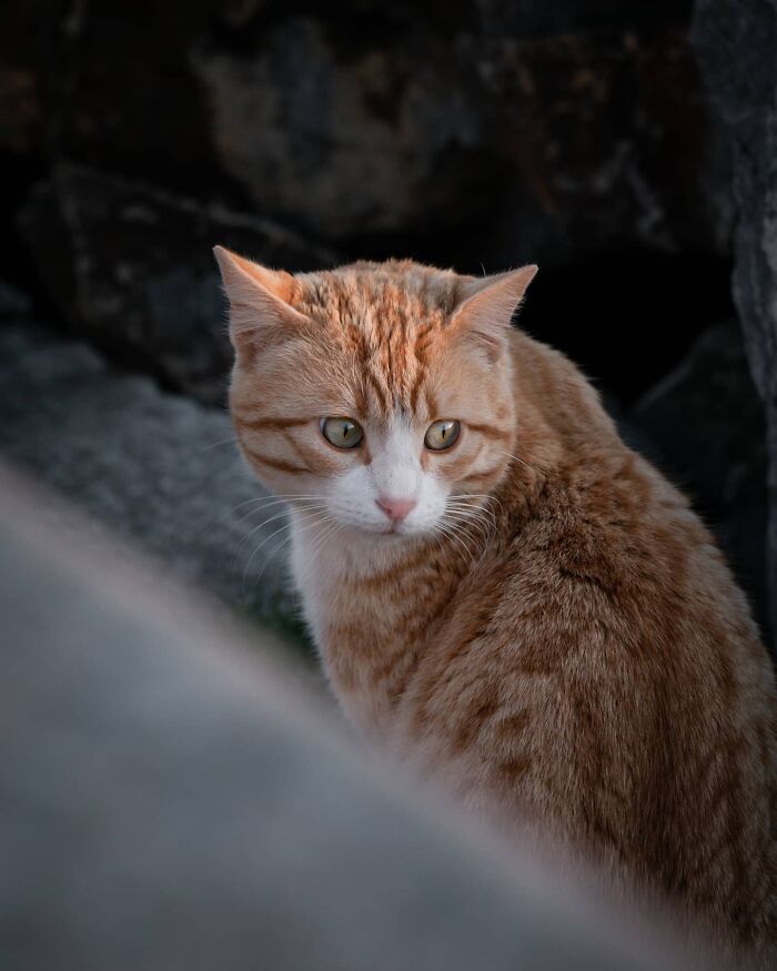 Adorable street cat with orange and white fur looking sideways in a natural outdoor setting.