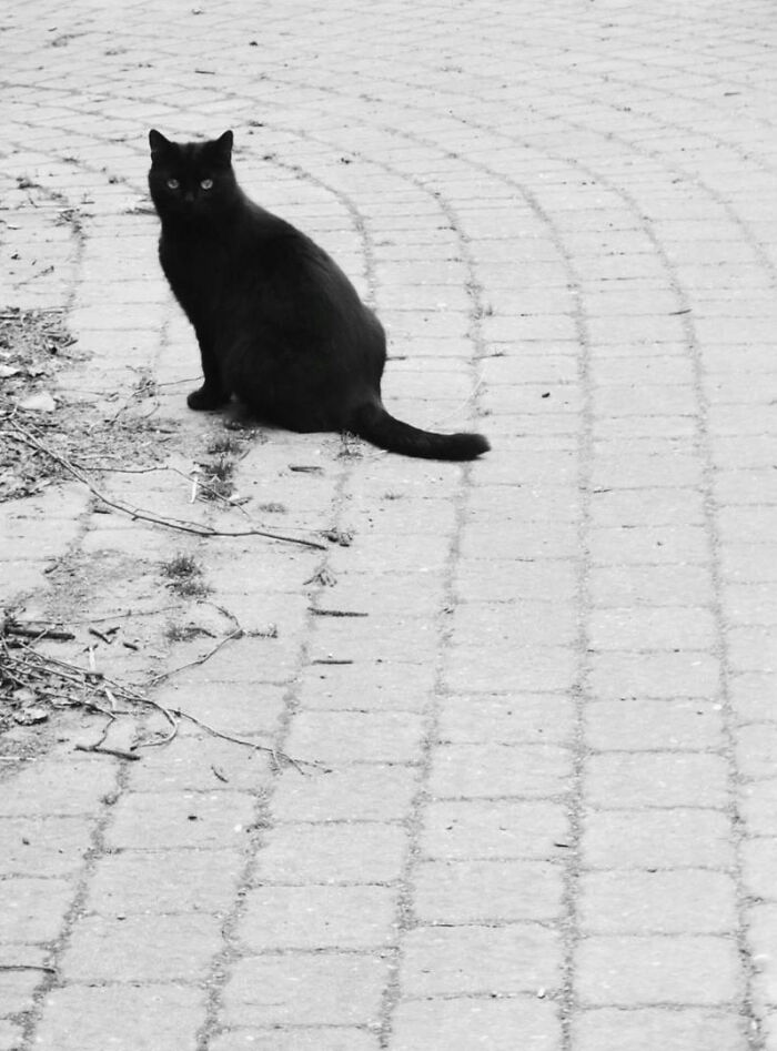 Black cat sitting on a paved street, captured as part of adorable cats from the streets photography series.
