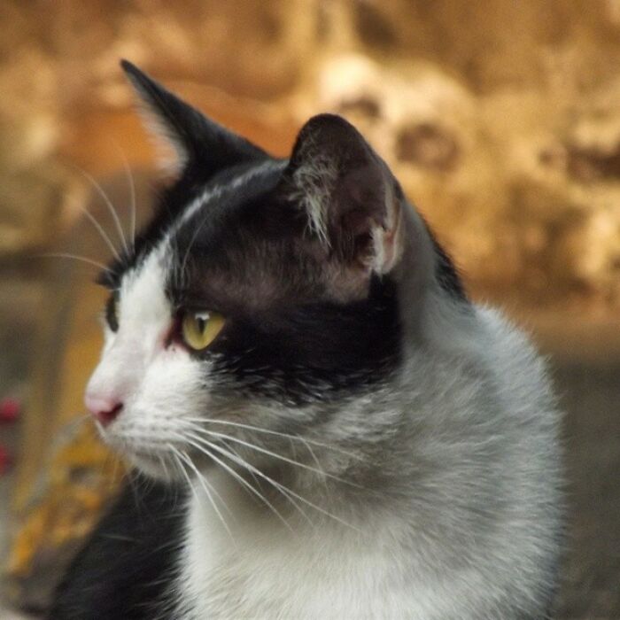 Black and white street cat with yellow eyes, captured in a close-up portrait highlighting adorable cats from the streets.