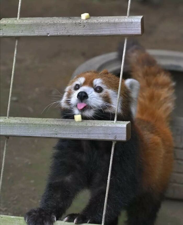 Red panda showing a cute animal blep with its tongue out while reaching for treats on a wooden ladder outdoors.