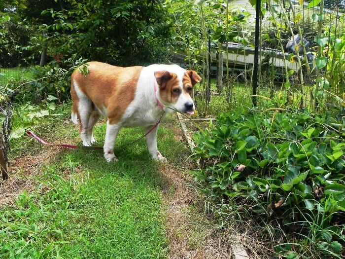 Brown and white dog showing a cute animal blep while standing on green grass in a garden setting