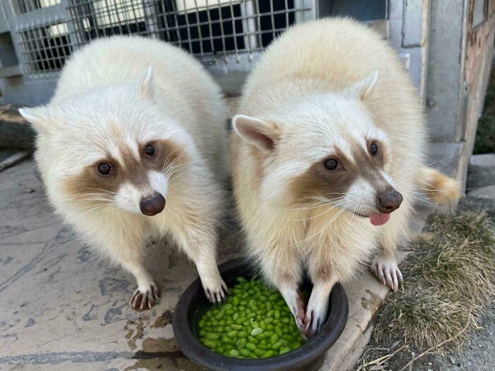 Two fluffy raccoons near a bowl of green food, one showing a cute animal bleps with its tongue out.