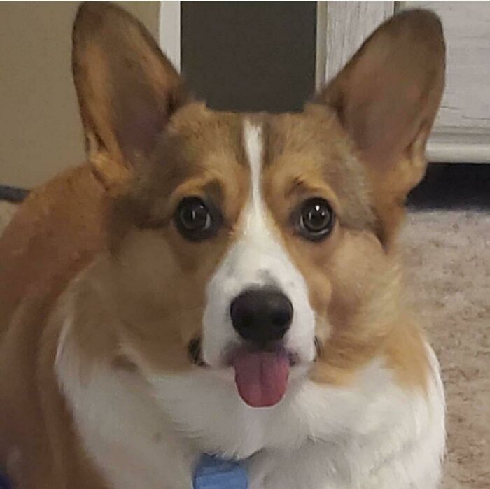 Cute corgi dog with tongue out blepping, showing an adorable animal bleps moment indoors on carpet.