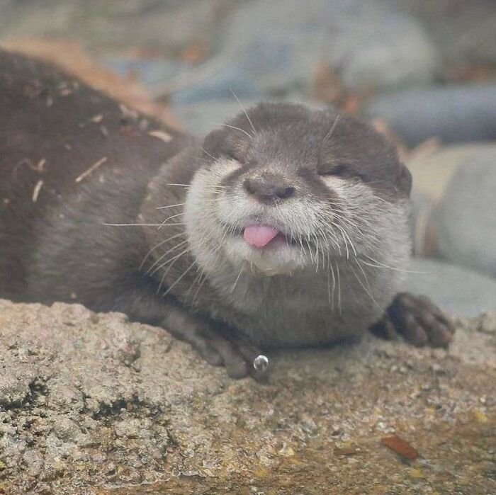 Adorable otter resting on a rock with its tongue out, showcasing one of the cutest animal bleps in nature.