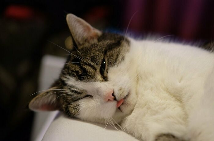 Tabby cat resting with its tongue slightly out, showing one of the cutest animal bleps in a cozy setting.