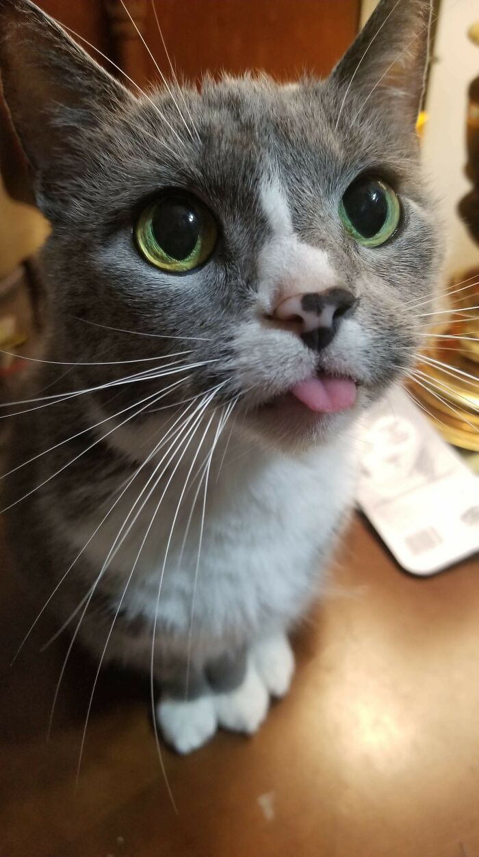 Gray and white cat with bright green eyes sticking out its tongue, showing one of the cutest animal bleps up close.