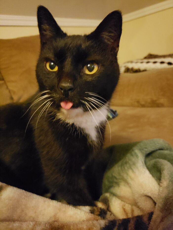 Black and white cat showing a cute blep with its tongue out while resting on a cozy blanket indoors.