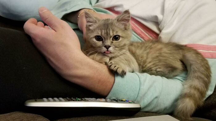 Kitten showing cutest animal bleps while resting on a person's arm with a TV remote nearby on a couch.