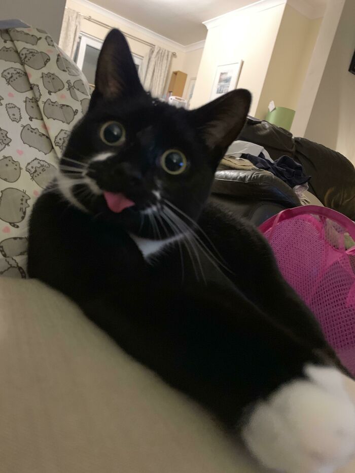 Black and white cat with wide eyes and tongue sticking out in a cute animal bleps moment on a cozy sofa.