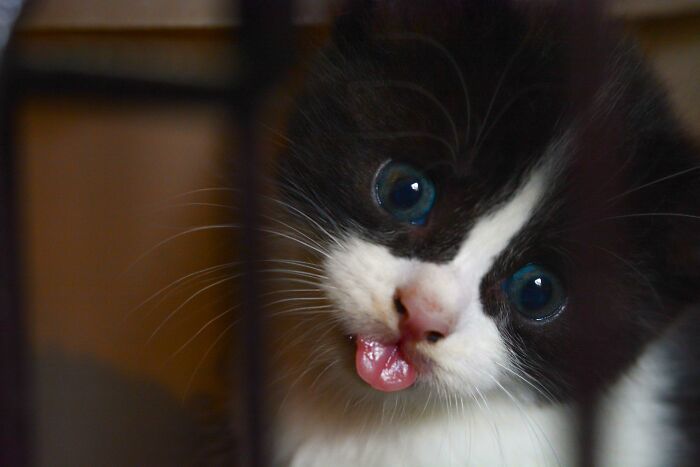Black and white kitten with blue eyes showing cutest animal bleps by sticking its tongue out slightly.