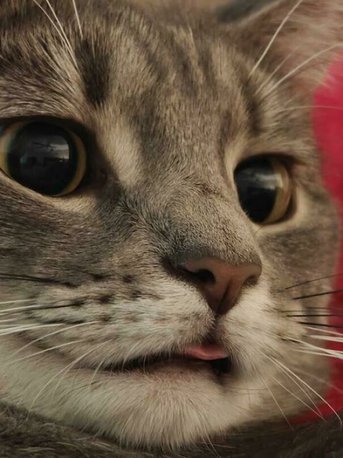 Close-up of a gray tabby cat blepping with its tongue slightly out, showing one of the cutest animal bleps.