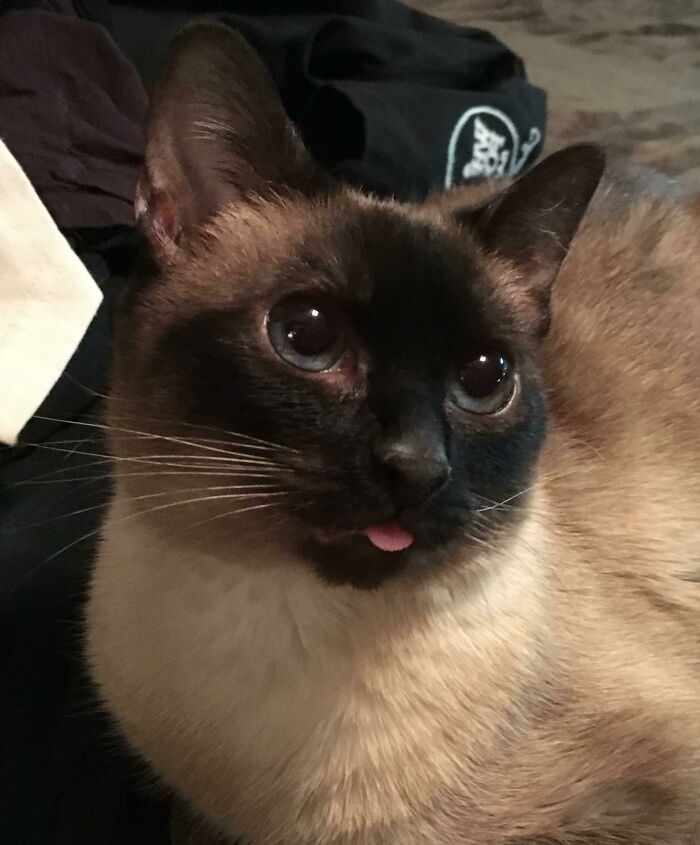 Siamese cat with dark face and blue eyes showing cutest animal bleps by sticking out its tongue slightly.
