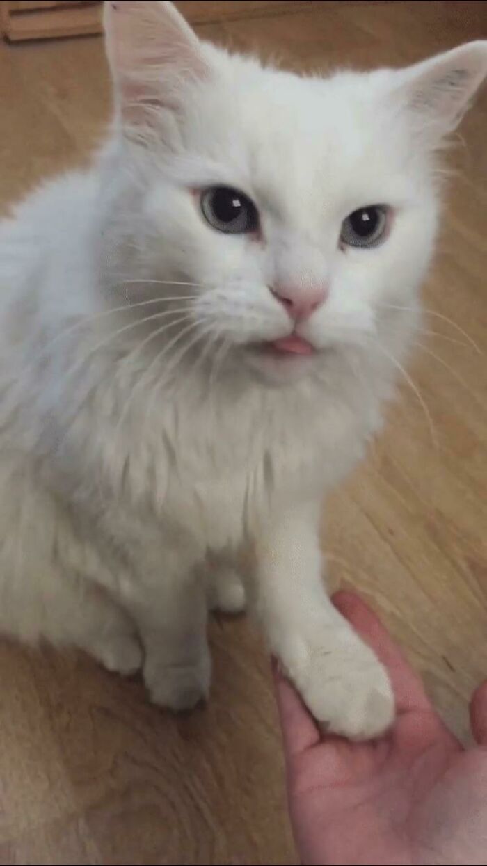 White fluffy cat with tongue out giving a paw to a hand, showcasing one of the cutest animal bleps.