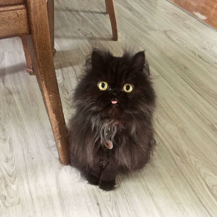 Fluffy black cat with bright yellow eyes and tongue sticking out sitting on a wooden floor animal bleps moment.
