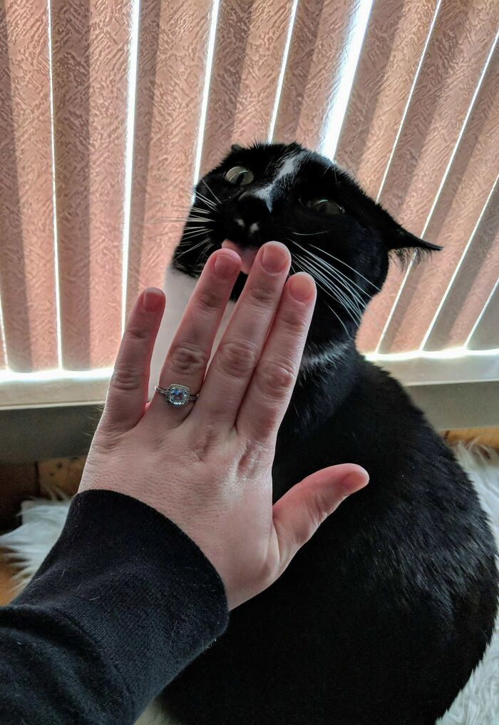 Black and white cat blepping with its tongue out behind a hand wearing a ring in front of window blinds.
