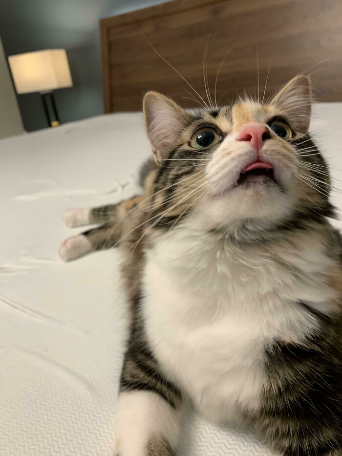 Calico cat lying on a bed with its tongue slightly out showing one of the cutest animal bleps.