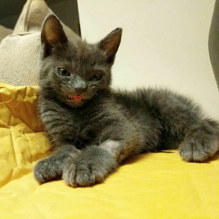 Gray kitten lying on a yellow blanket with its tongue sticking out showing one cute animal blep.