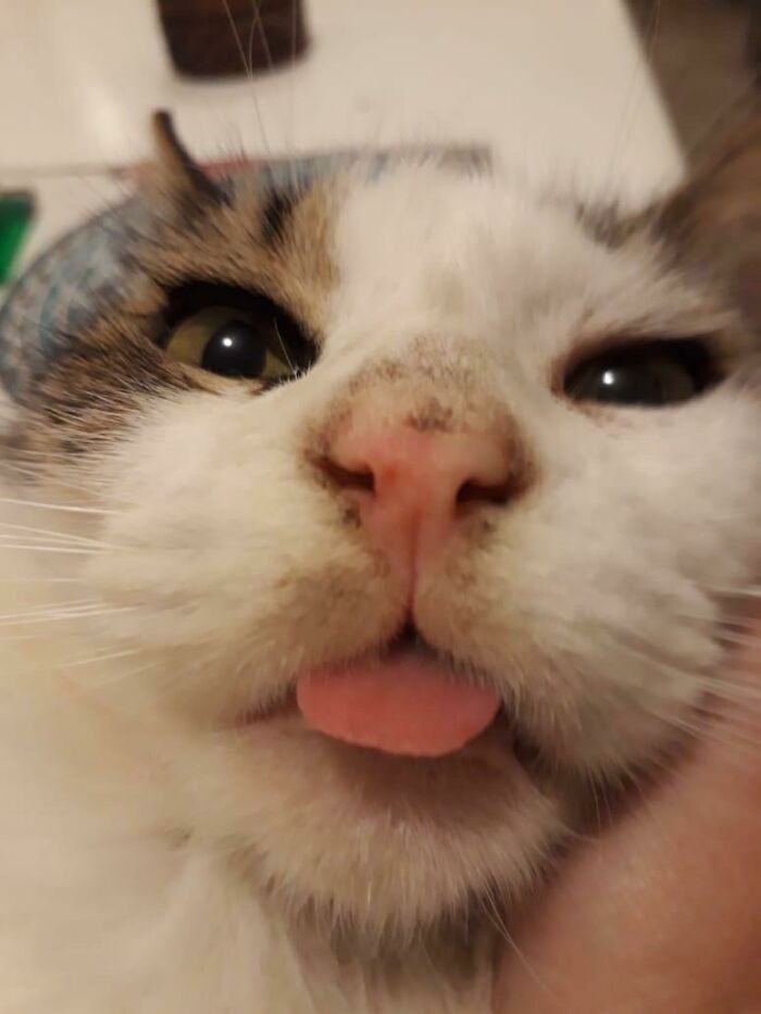 Close-up of a cat showing a cute animal blep with its tongue sticking out and expressive eyes.