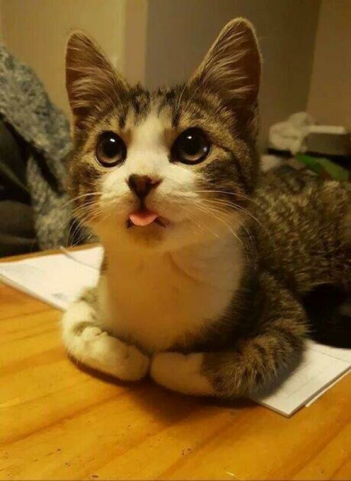 Adorable cat with large eyes and tongue sticking out in a cute animal bleps moment on a wooden table indoors.