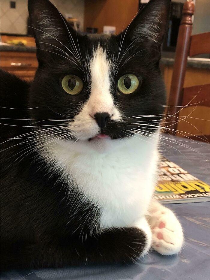Black and white cat with bright green eyes and a small tongue blep, resting on a table indoors, cutest animal bleps.
