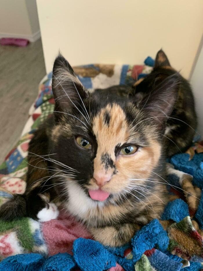Calico cat resting on colorful blanket with tongue out showing the cutest animal bleps in a cozy indoor setting.