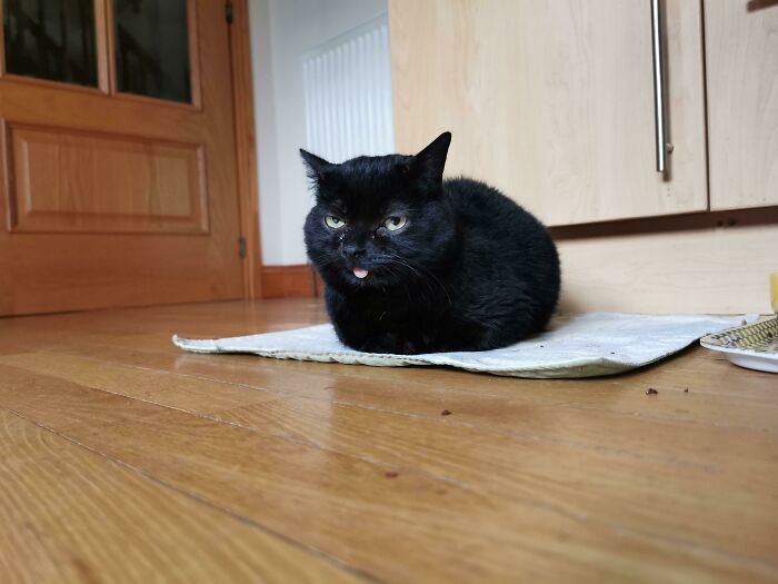 Black cat with tongue out blepping while resting on a cloth on wooden floor, showing cutest animal bleps charm.