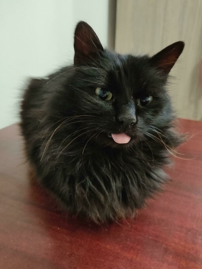 Black fluffy cat with tongue blep sitting on a wooden surface showing one of the cutest animal bleps.
