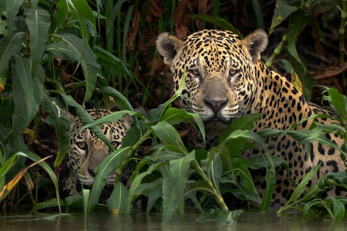 Two jaguars hidden among lush green plants near water captured in stunning nature photography finals.