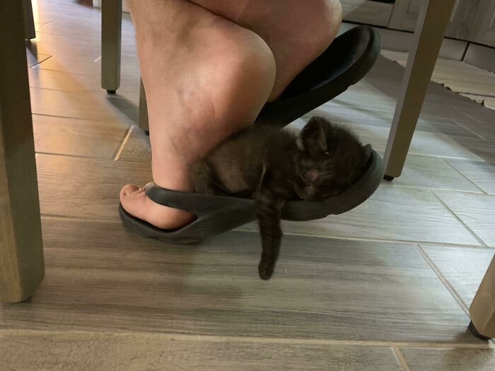 Black kitten sleeping comfortably inside a slipper worn by a person, showing how pets take over personal space.
