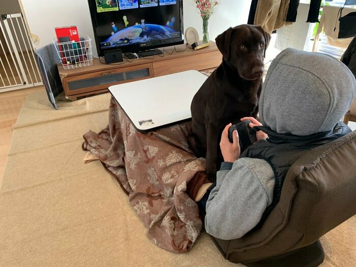 Person in a hoodie playing video games with a large dog sitting on their lap, showing pets and personal space.
