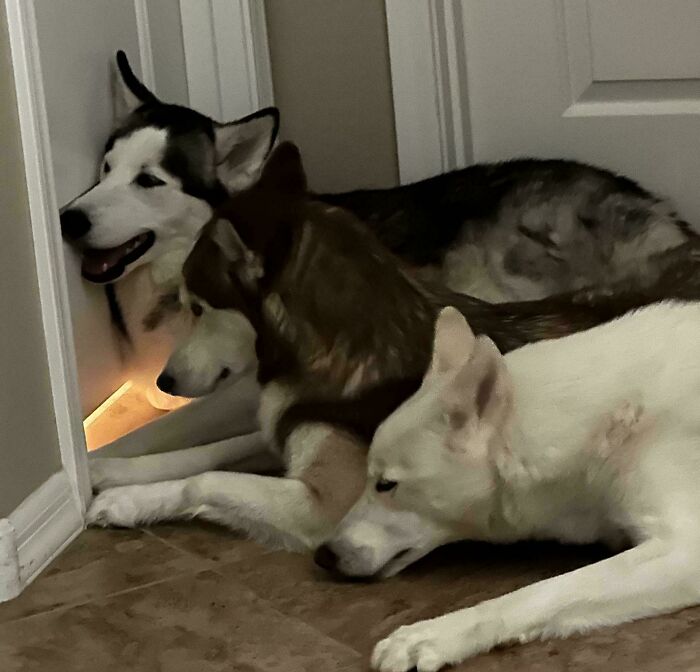 Three large huskies lying close together in a narrow space, showing pets taking over personal space at home.