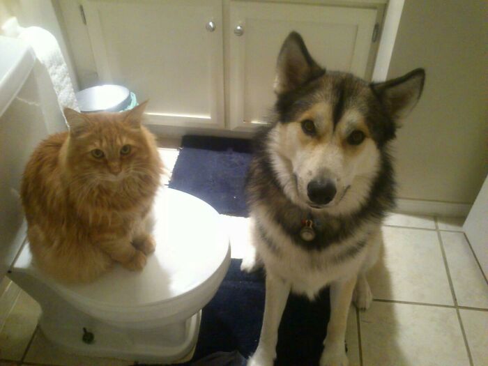 Cat sitting on a toilet seat while a dog stands nearby in a bathroom showing pets affecting personal space.