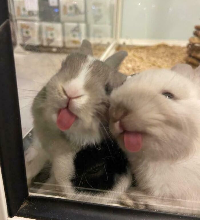 Two small rabbits showing their tongues in a playful gesture, capturing the cutest animal bleps moment.