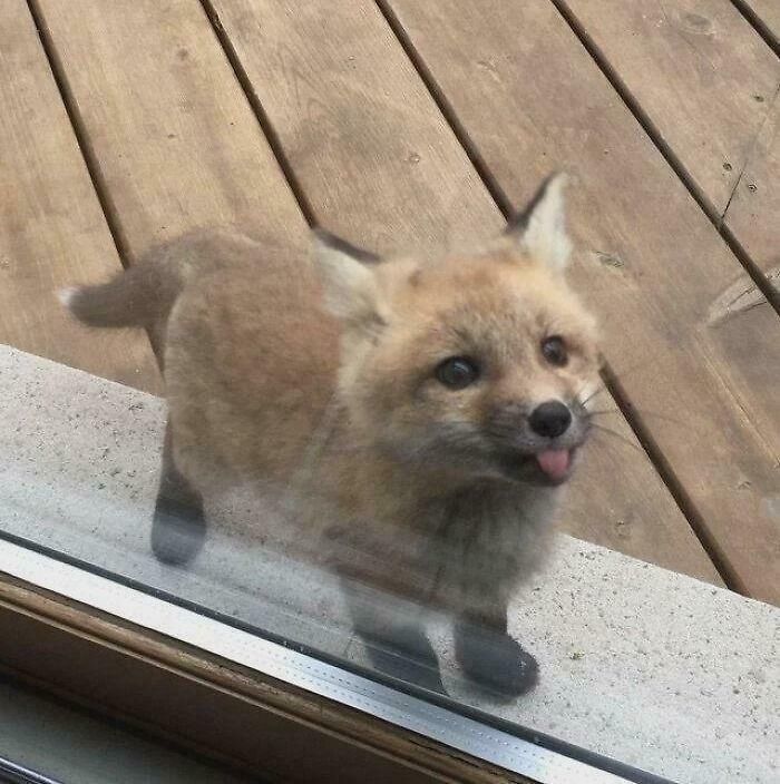 Baby fox showing a cute animal blep while standing outside on a wooden deck through a glass door